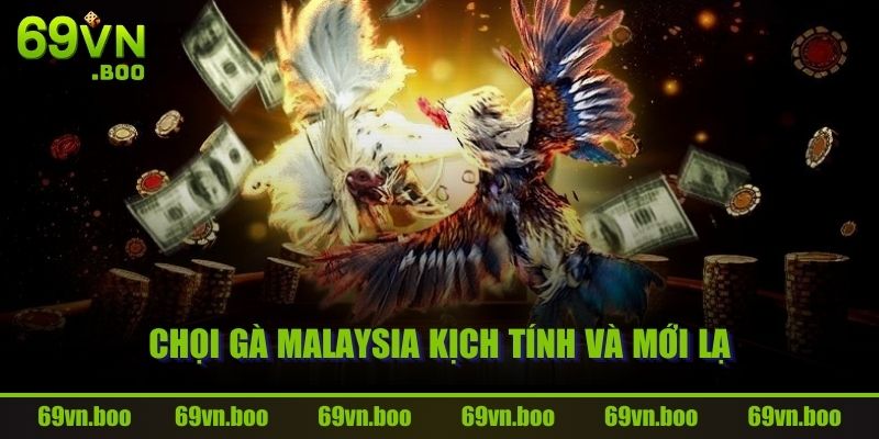 Chọi gà Malaysia kịch tính và mới lạ