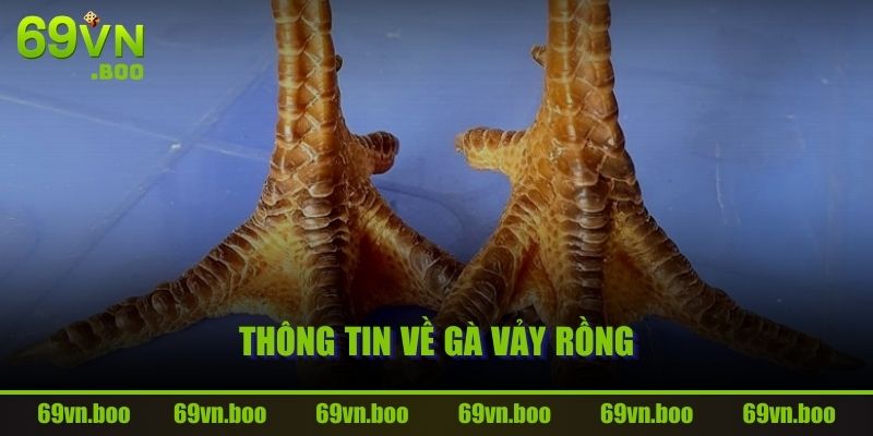 Thông tin về Gà Vảy Rồng