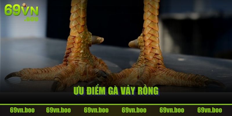 Ưu điểm Gà Vảy Rồng