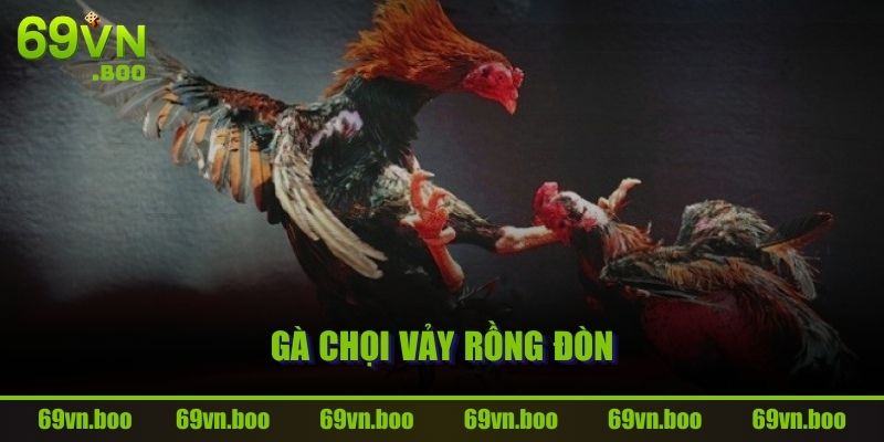 Gà chọi vảy rồng đòn