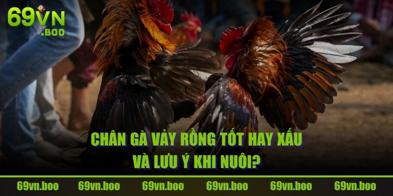 Chân Gà Vảy Rồng tốt hay xấu và lưu ý khi nuôi?