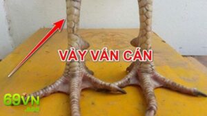 Giới thiệu khái quát về Vảy Vấn Cán Hoành Khai