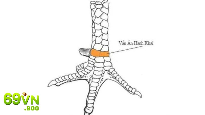 Tiết lộ sự thật chiến kê có hàng hiếm đá tốt hay không